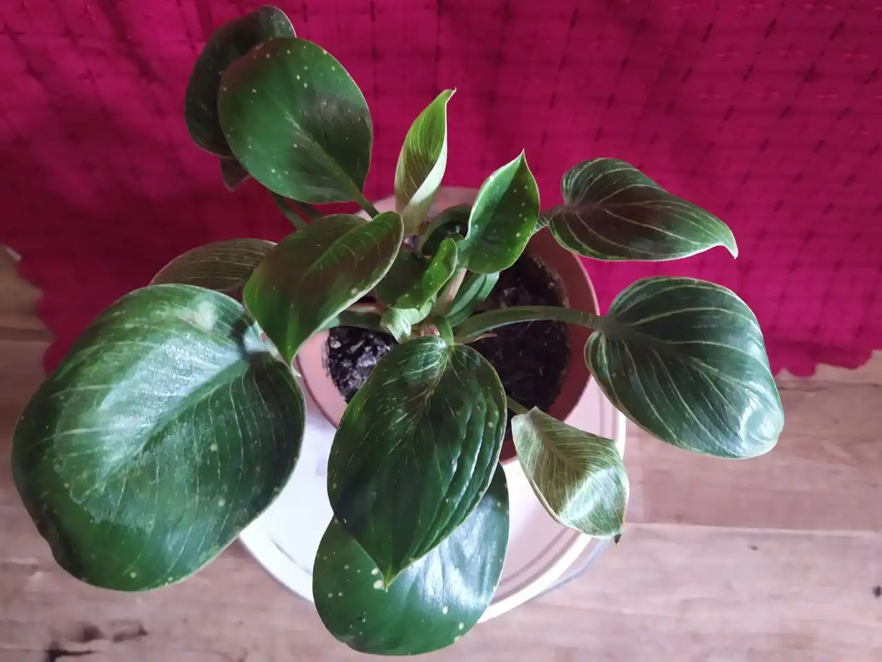 Продам Пос солнечный