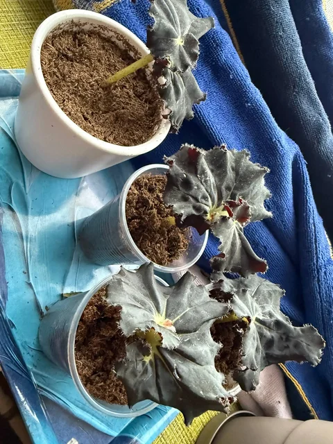 Черенки бегонии черная мамба - частное объявление в Саратов