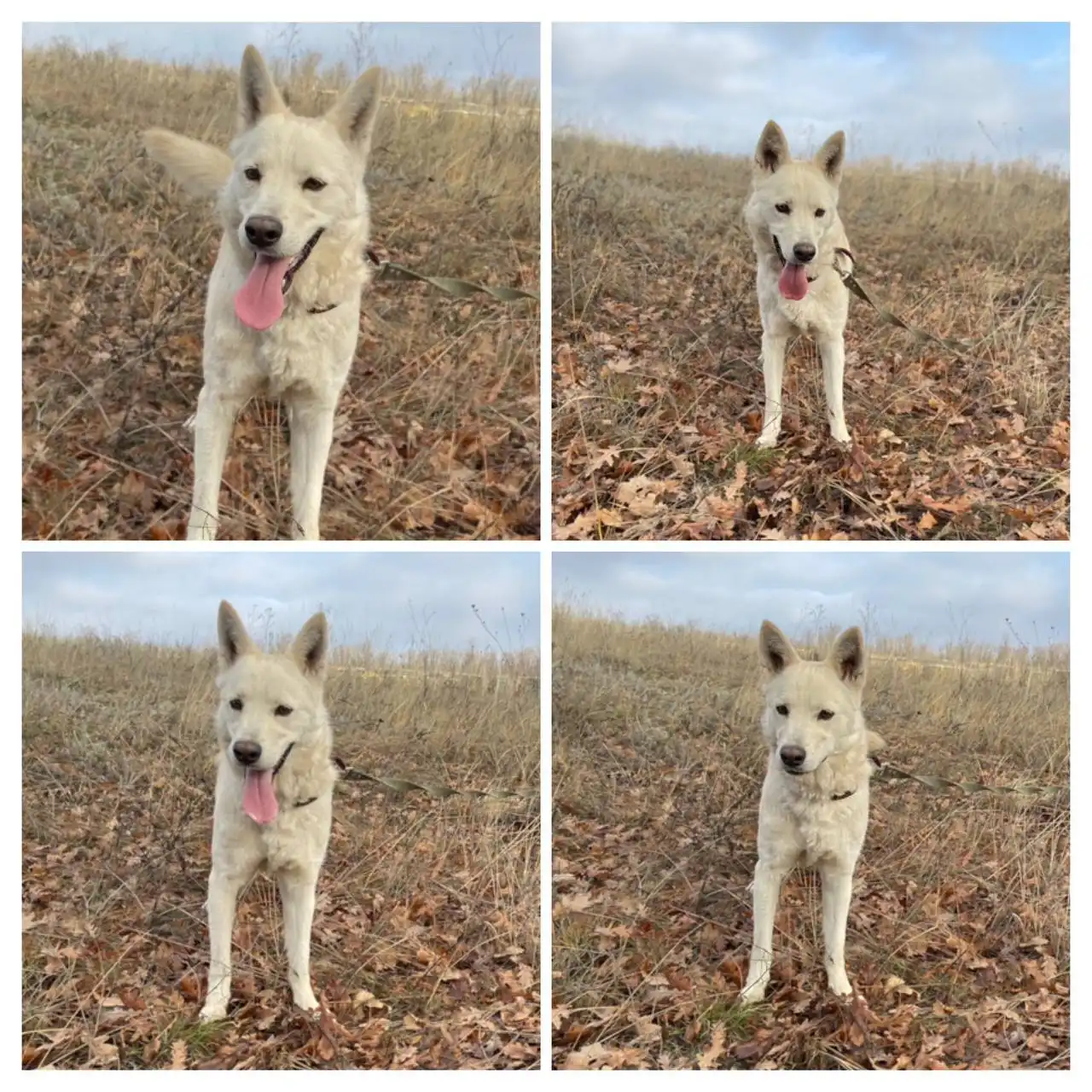 Отдам в добрые руки пса Арчи в Саратове