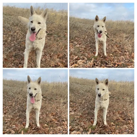 Отдам в добрые руки пса Арчи в Саратове - частное объявление в Саратов
