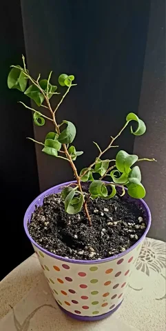 Фикус кудрявый Барокко - частное объявление в Саратов