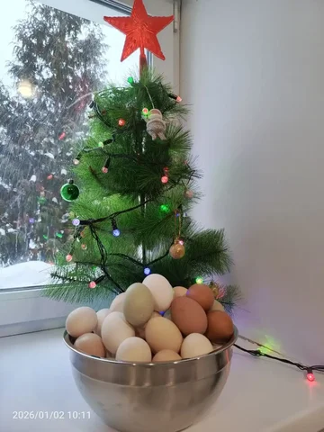 Продажа домашних яиц - Барахолка в Саратов