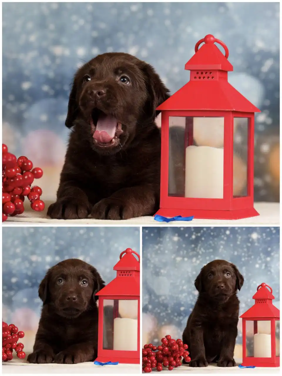 Щенок лабрадора-ретривера шоколадного окраса с документами РКФ