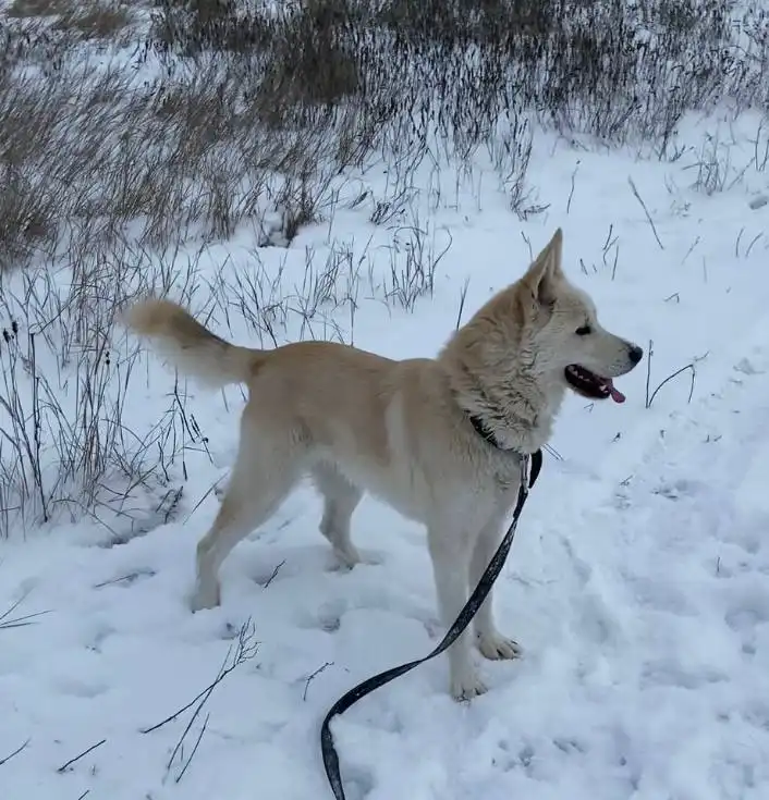 Отдам в добрые руки пса Арчи в Саратове и Энгельсе
