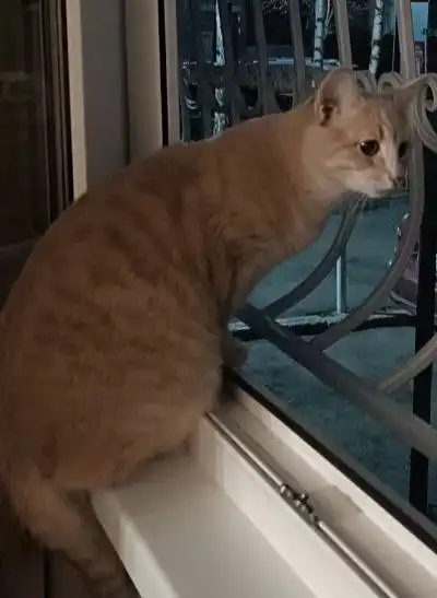 Потерялся кот Персик - Потерянные животные (Животные) в Саратов