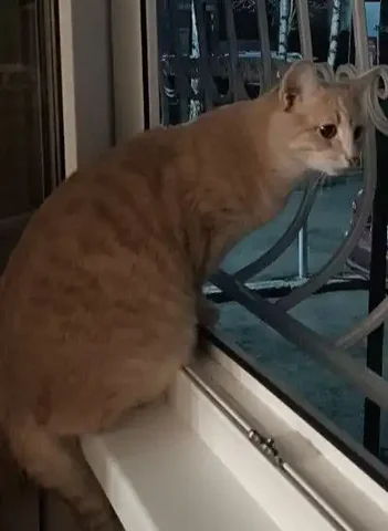 Потерялся кот Персик - частное объявление в Саратов