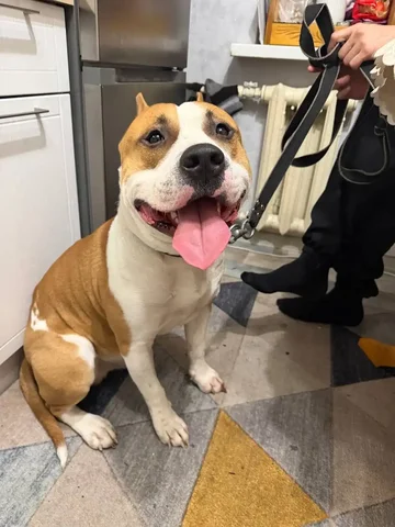 Ищет хозяина добрый пес - Грызуны в Саратов