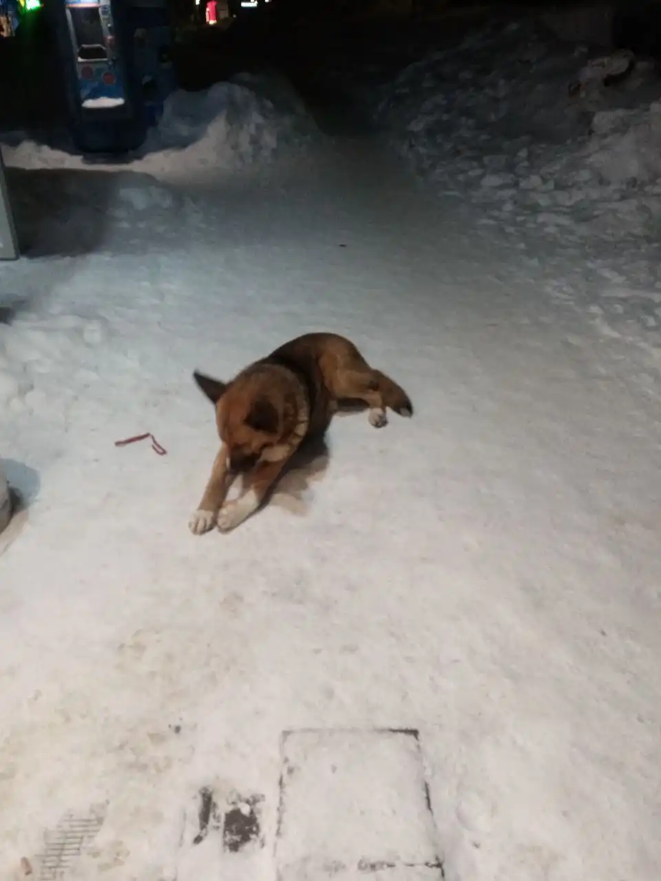 Найден пёсик возле Магнита у церкви - Потеряшки/Находки (Барахолка) в Саратов