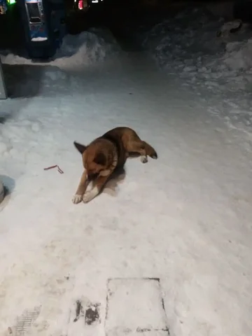 Найден пёсик возле Магнита у церкви - Посуда в Саратов