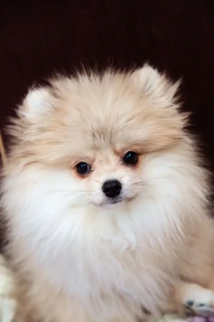 Померанский шпиц для семьи с детьми - Собаки в Саратов