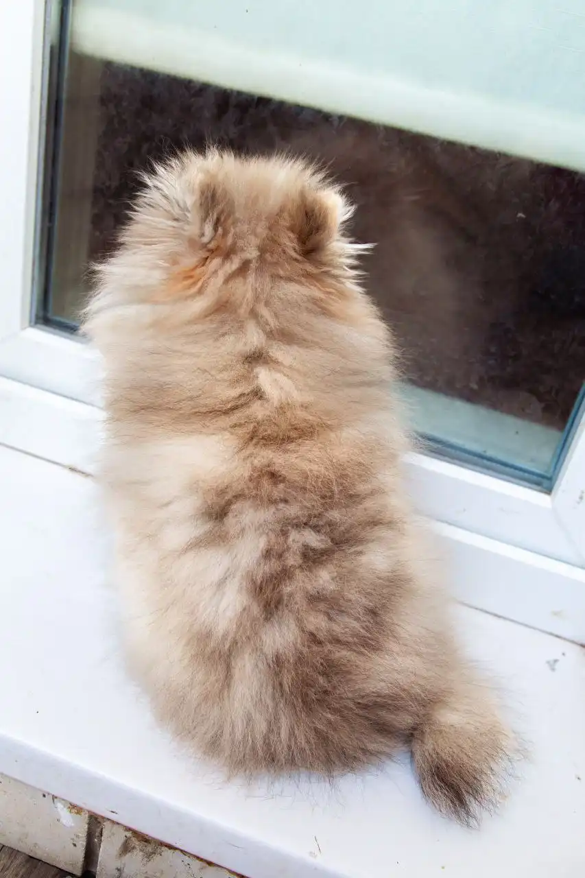 Померанский шпиц для семьи с детьми - Собаки (Животные) в Саратов