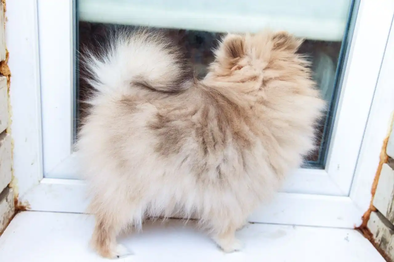 Померанский шпиц для семьи с детьми - Собаки (Животные) в Саратов