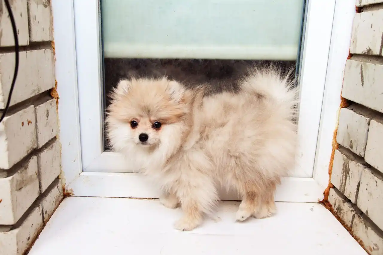 Померанский шпиц для семьи с детьми - Собаки (Животные) в Саратов