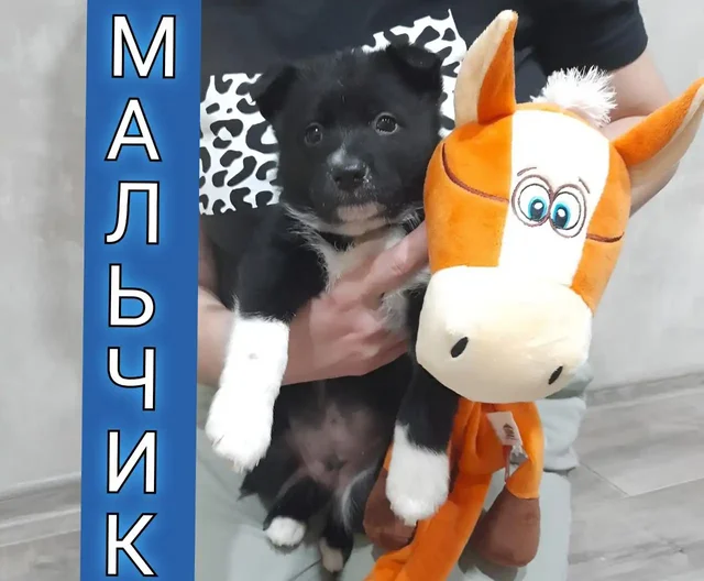 Щенки в добрые руки - Собаки в Саратов