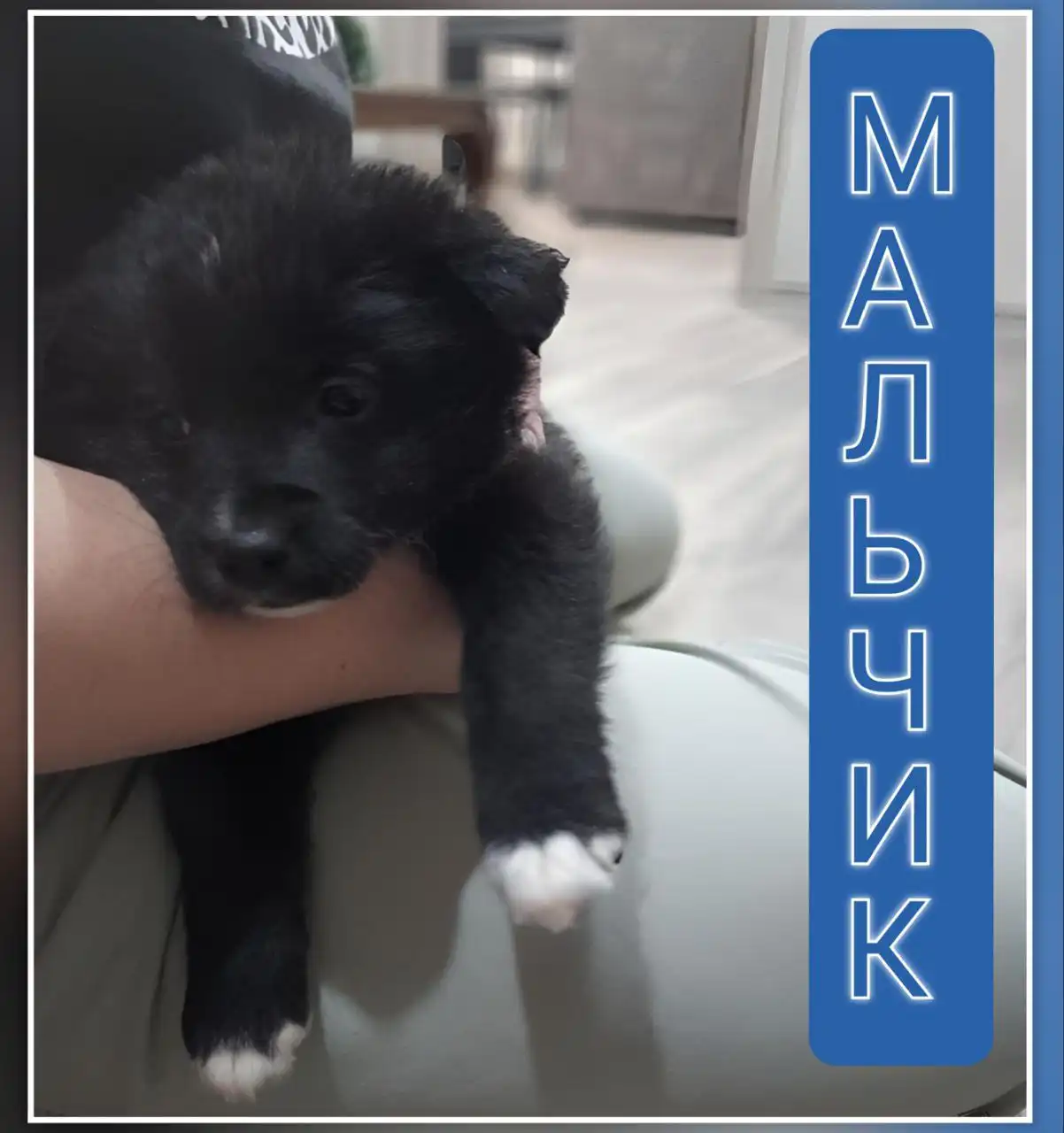 Щенки в добрые руки - Собаки (Животные) в Саратов