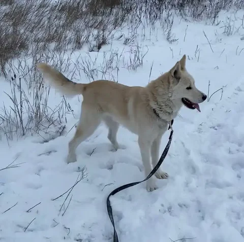 Пес Арчик в Саратове ищет новый дом - Пропавшие животные в Саратов