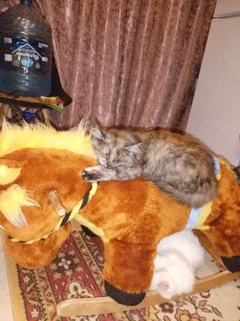 Отдам кошечку 7 месяцев в добрые руки - Кошки в Саратов