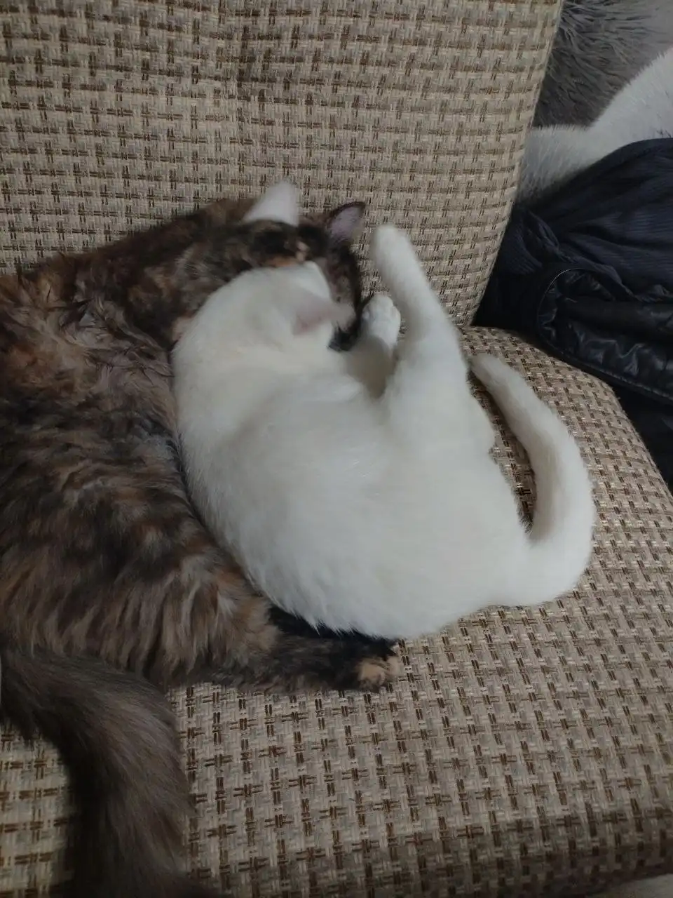 Отдам кошечку 7 месяцев в добрые руки - Кошки (Животные) в Саратов