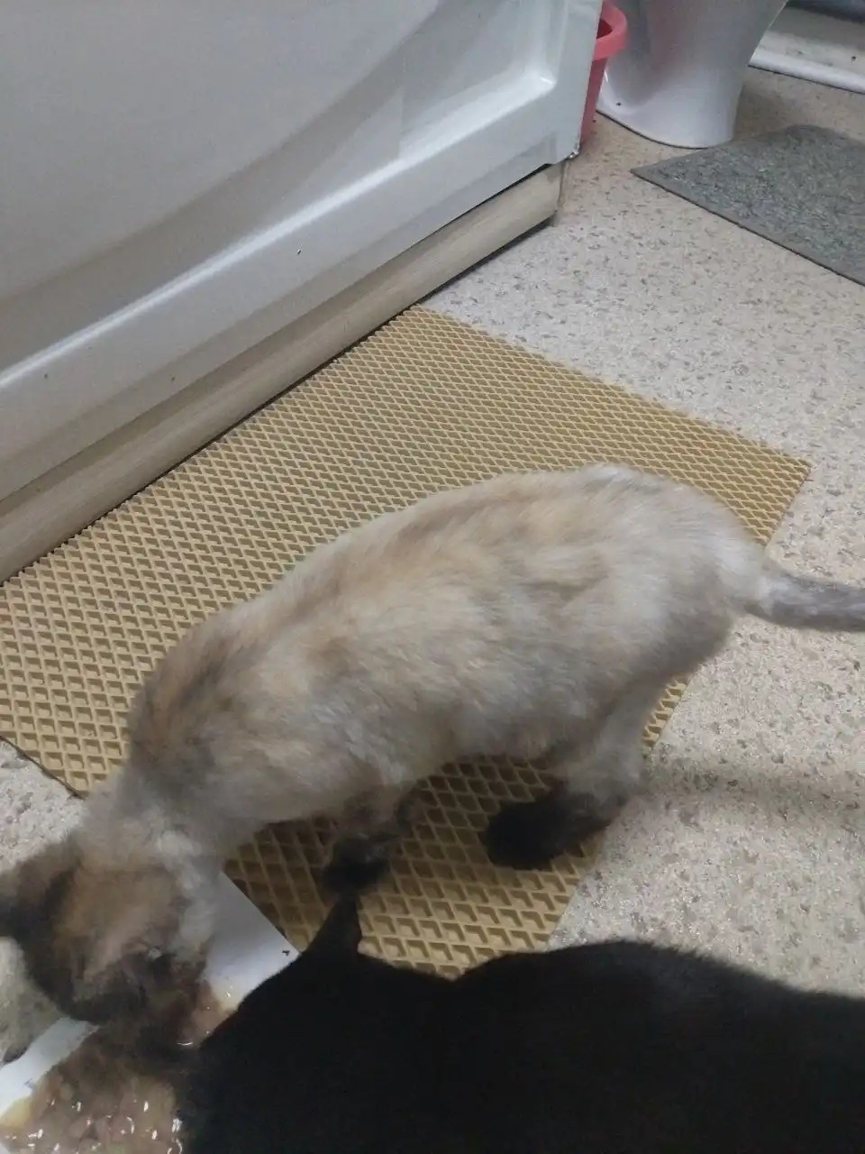 Отдам кошечку 7 месяцев в добрые руки - Кошки (Животные) в Саратов