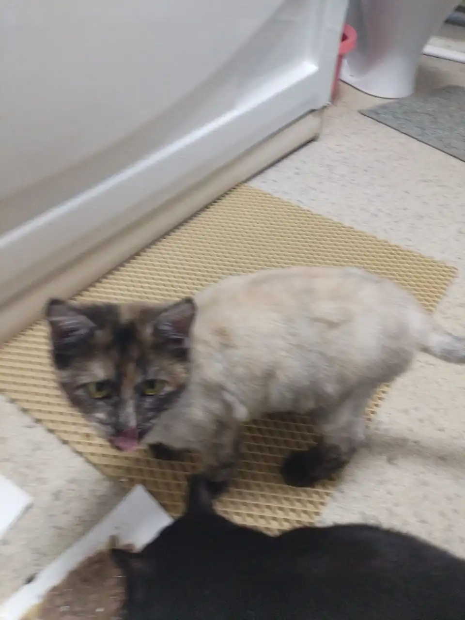 Отдам кошечку 7 месяцев в добрые руки - Кошки (Животные) в Саратов