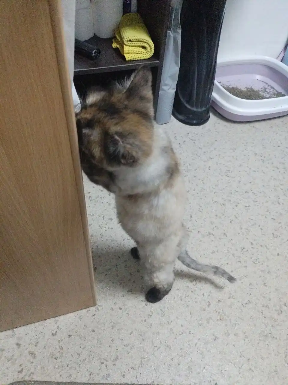 Отдам кошечку 7 месяцев в добрые руки - Кошки (Животные) в Саратов