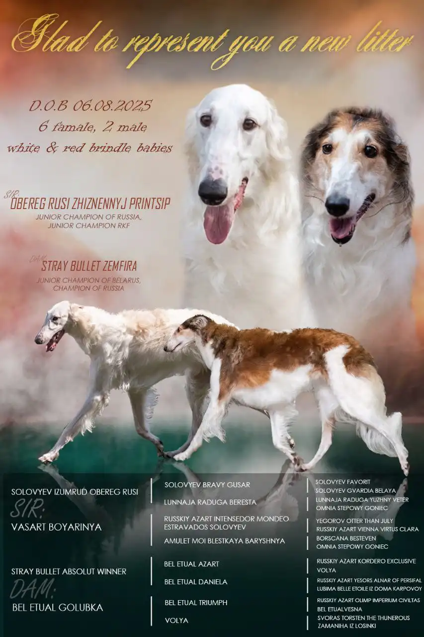 Щенки русской псовой борзой в Саратове - Собаки (Животные) в Саратов