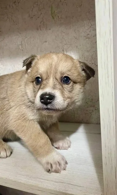 Щенки ищут дом в Саратове - частное объявление в Саратов