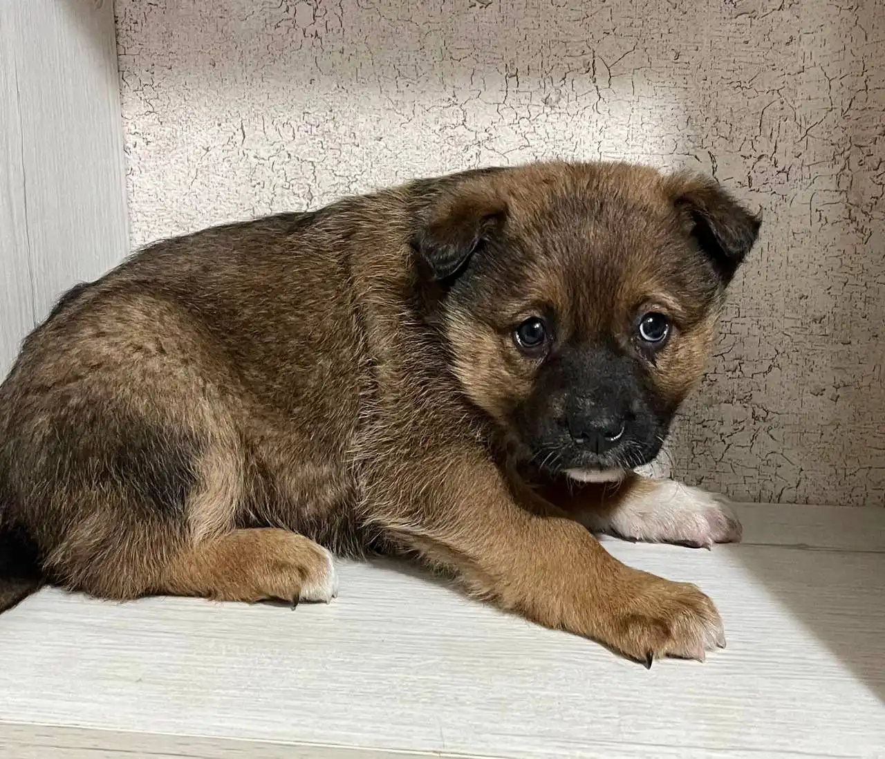 Щенки ищут дом в Саратове - Собаки (Животные) в Саратов