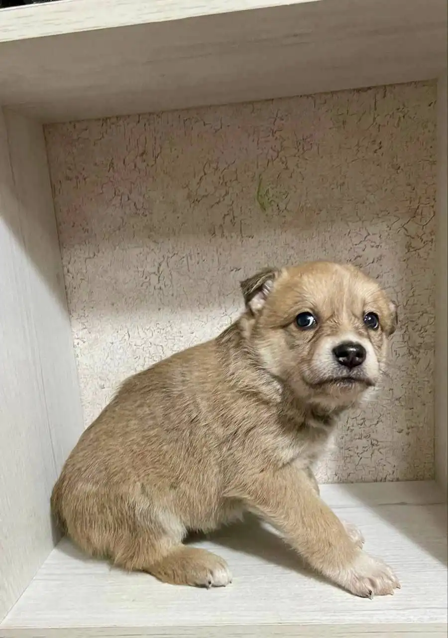 Щенки ищут дом в Саратове - Собаки (Животные) в Саратов