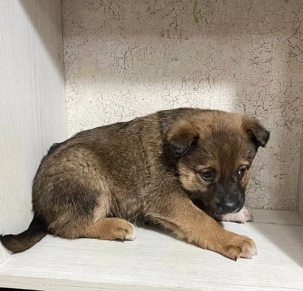 Щенки ищут дом в Саратове - Собаки (Животные) в Саратов