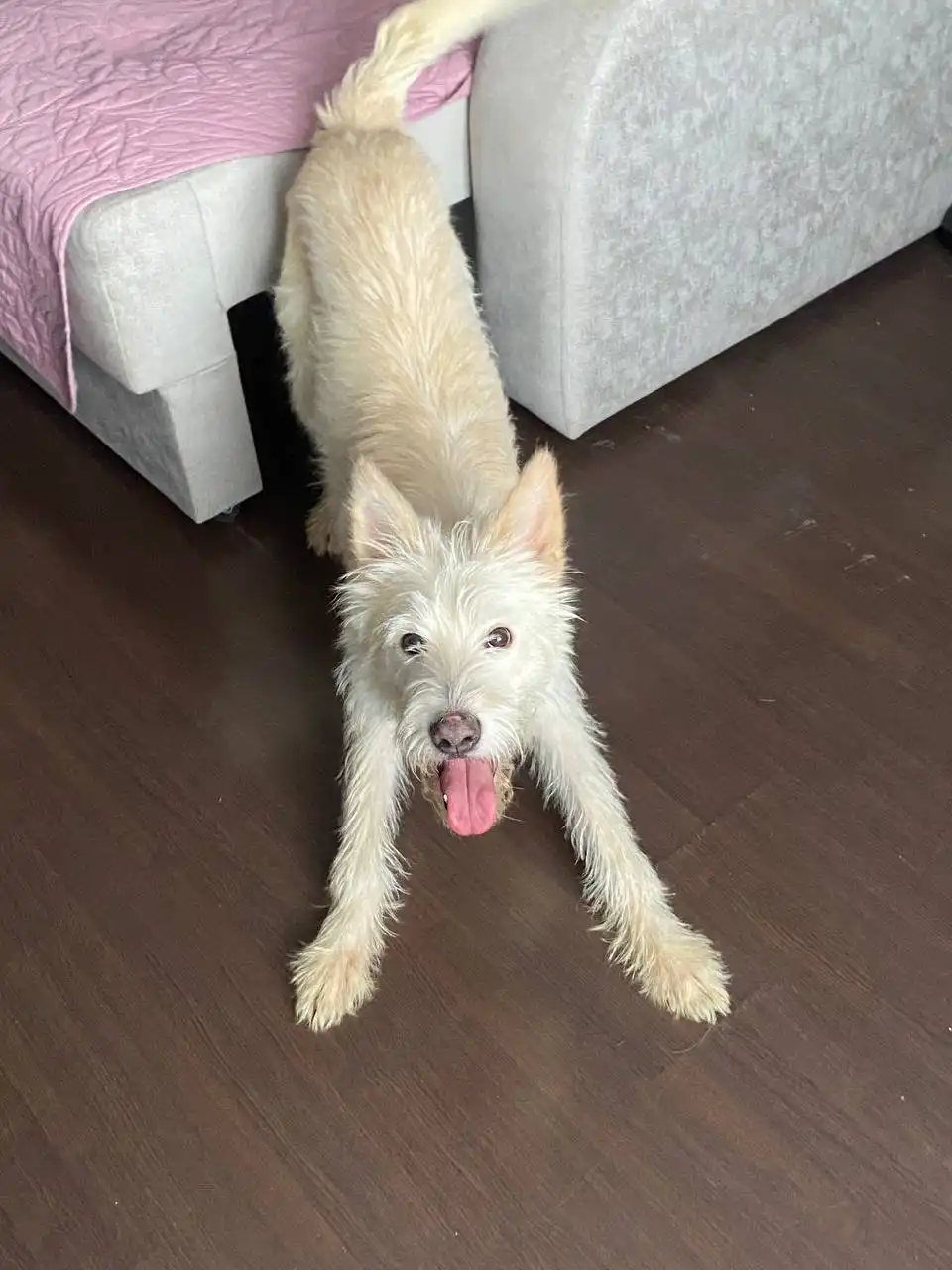 Пёсик Цезарь ищет семью - Собаки в Саратов