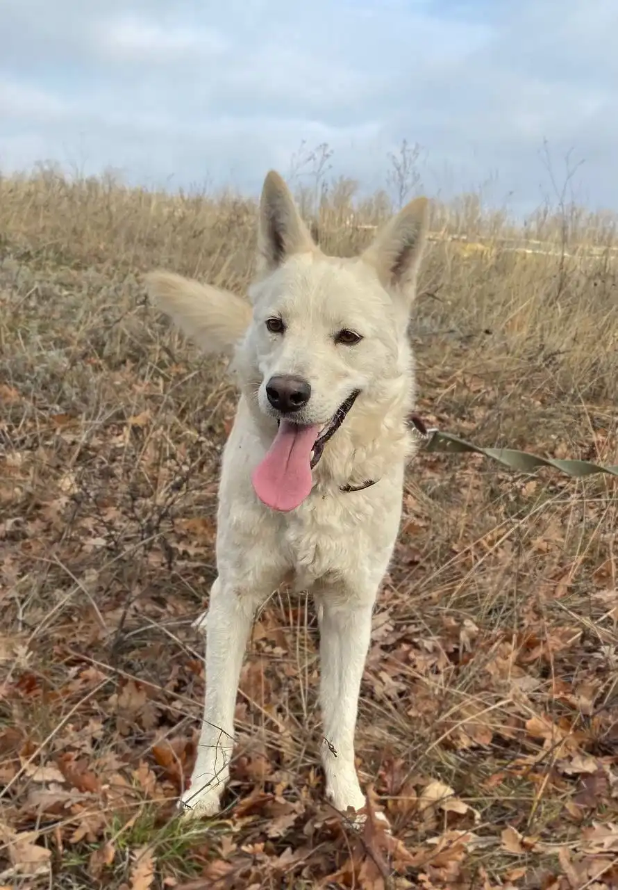 Ищем дом для Арчика - Собаки (Животные) в Саратов