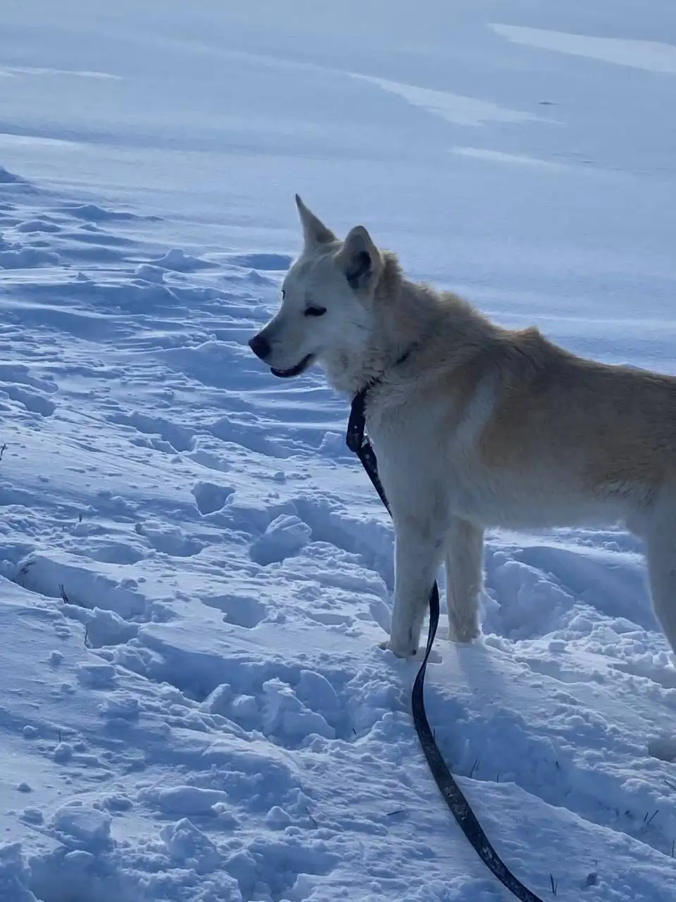 Ищем дом для Арчика - Собаки (Животные) в Саратов