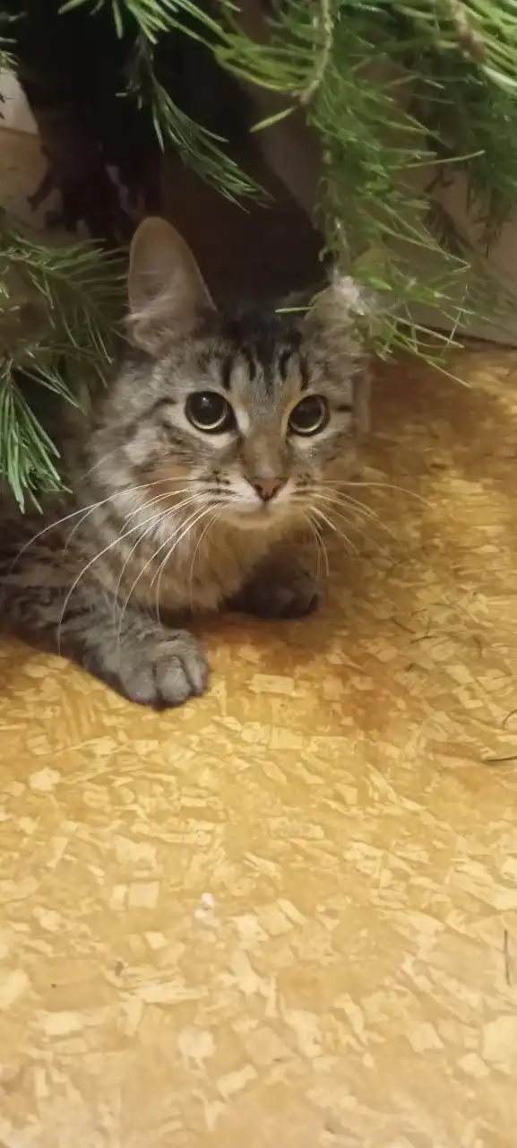 Кошечки ищут семью - Кошки (Животные) в Саратов