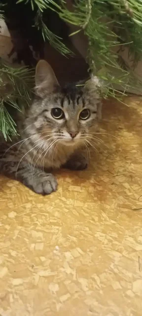 Кошечки ищут семью - Кошки в Саратов