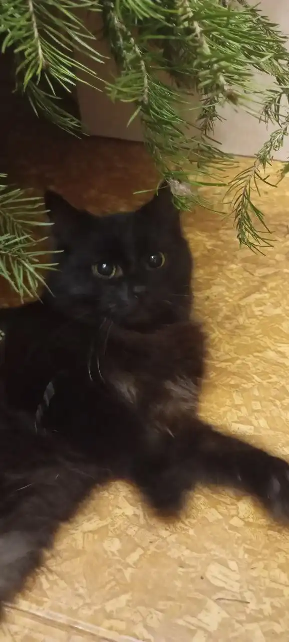 Кошечки ищут семью - Кошки (Животные) в Саратов