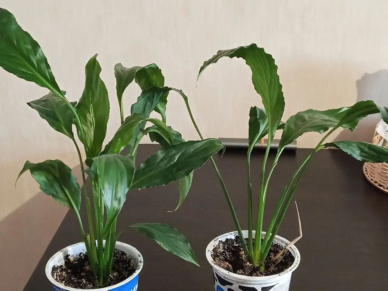 Спатифиллум - Растения (Барахолка) в Саратов