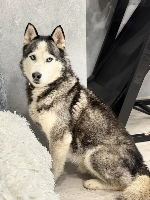 Щенок хаски ищет дом и заботливых родителей - Собаки в Саратов