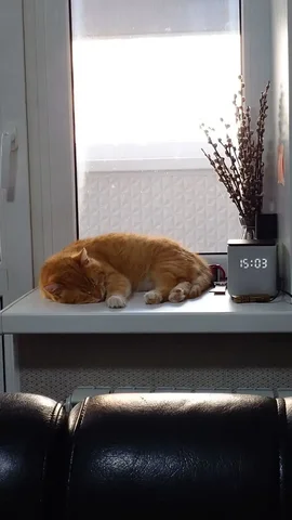 Кот ищет новый дом - Кошки в Саратов