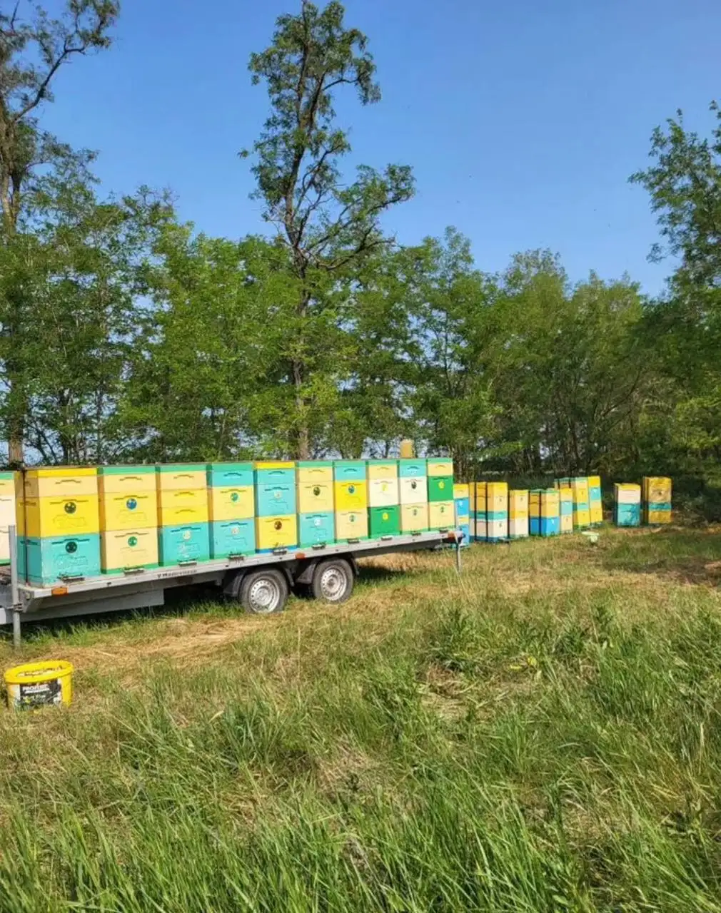 Мед с собственной пасеки - Барахолка в Саратов