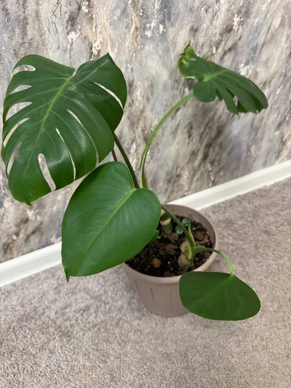 Монстера деликатесная в новом горшке - Растения (Хобби и отдых) в Саратов