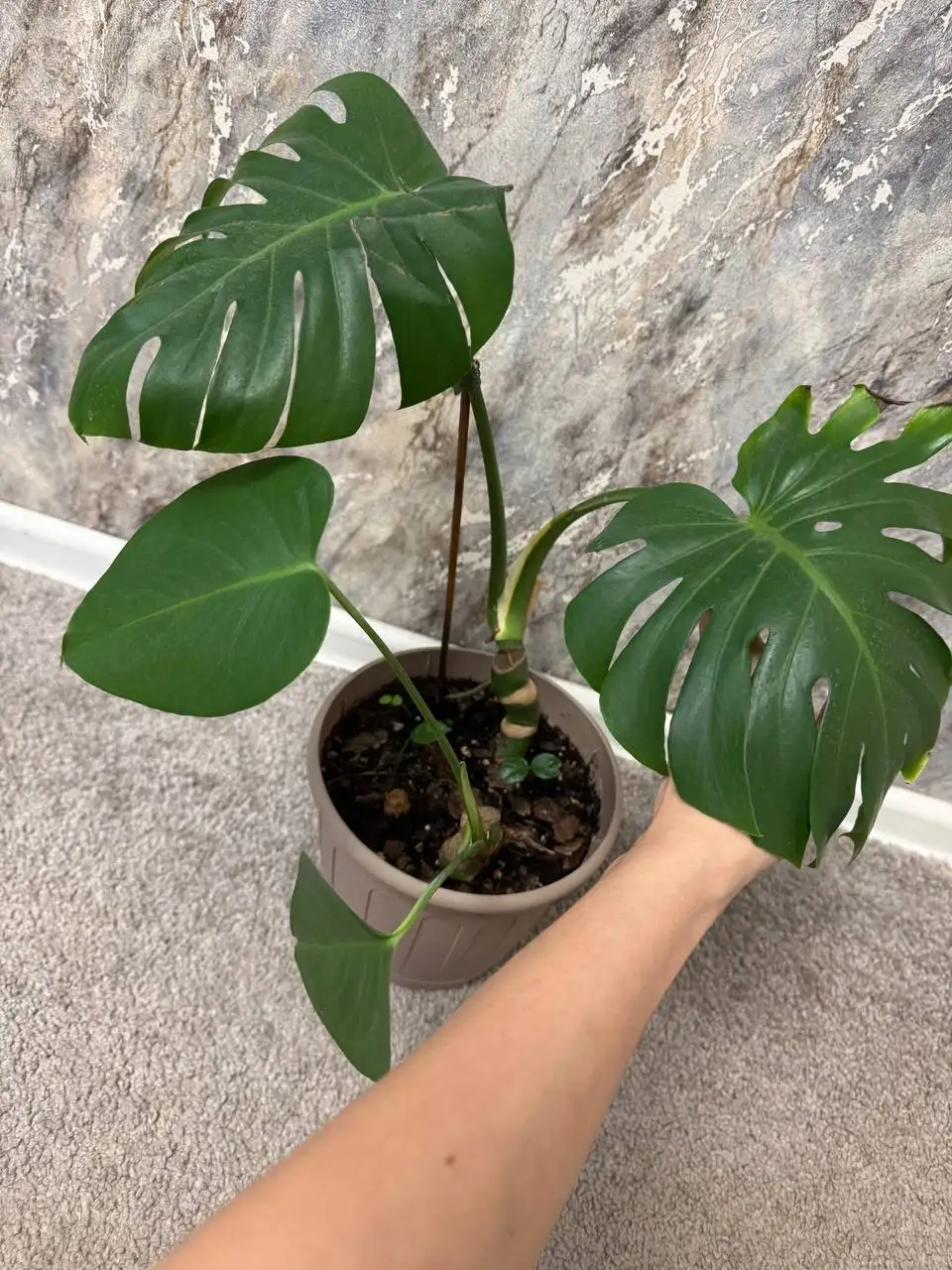 Монстера деликатесная в новом горшке - Растения (Хобби и отдых) в Саратов