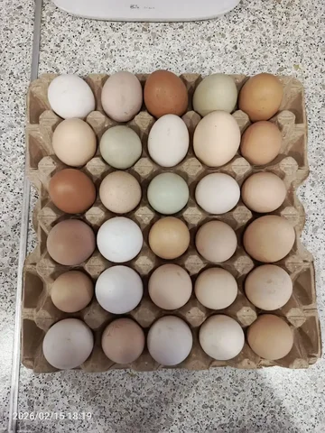Продам домашние яйца - Барахолка в Саратов