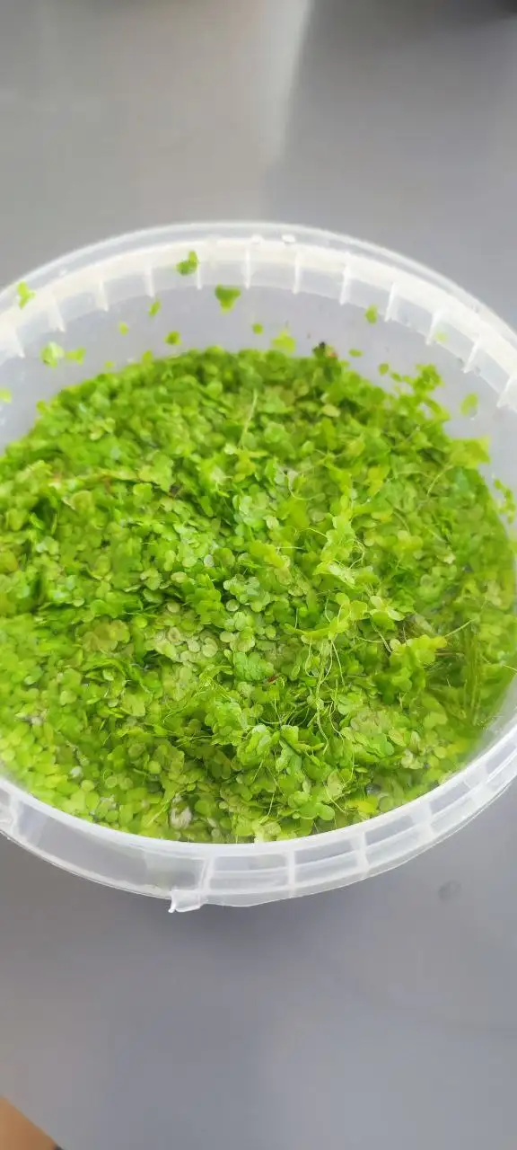 Ряска для рыбок - Барахолка в Саратов