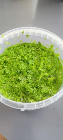 Ряска для рыбок - Совместные покупки в Саратов