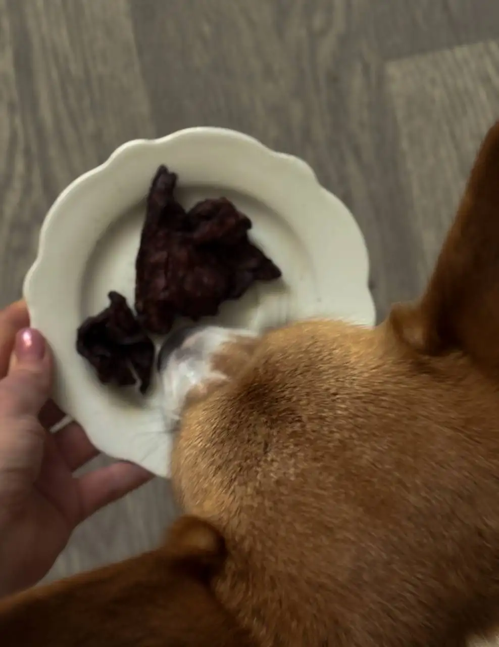 Сушеное говяжье лёгкое для собак - Корма и лакомства (Животные) в Саратов