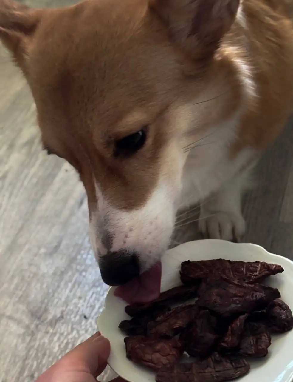 Сушеное говяжье лёгкое для собак - Корма и лакомства (Животные) в Саратов