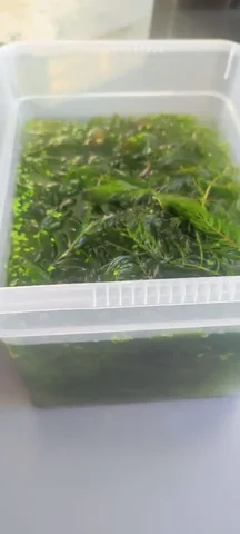 Роголистник - Аквариумистика в Саратов