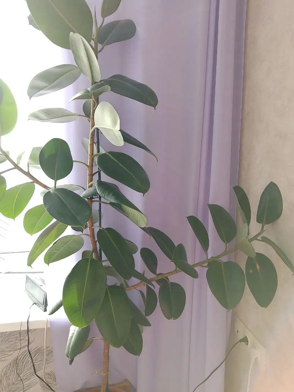 Продажа отростков - Растения (Барахолка) в Саратов