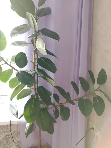 Продажа отростков - частное объявление в Саратов